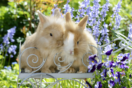 Bunnies in Garden EA596