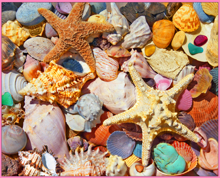 A Treasure of Shells