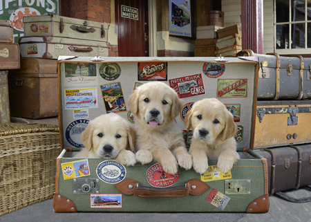 Puppy Suitcase