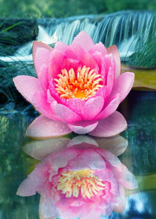 Love Lotus