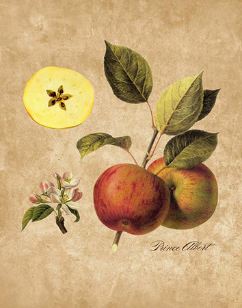 Prince Albert Fruit Tree