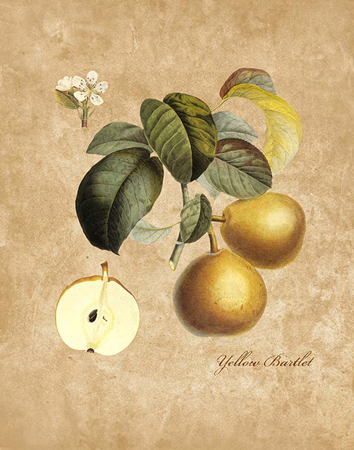 Yellow Bartlett Fruit Tree