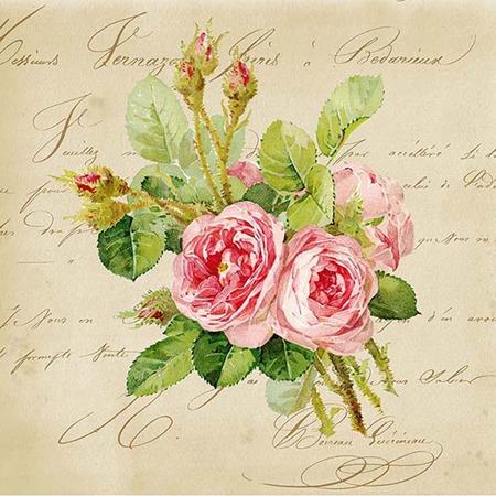 Pink Roses and Text