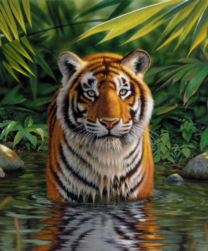 Tiger Pool