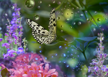 Butterfly Resting on Flower