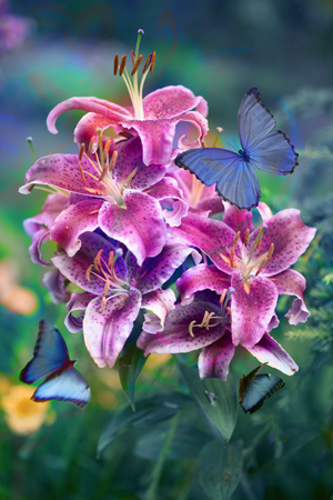 Pink Stargazers Pollination