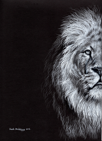 African Lion Half Portrait