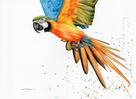 Macaw Colour Splash