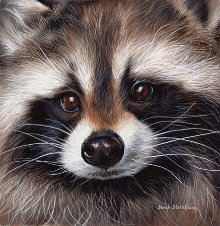 Racoon Face Close Up