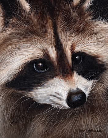 Racoon Face Angled Close Up