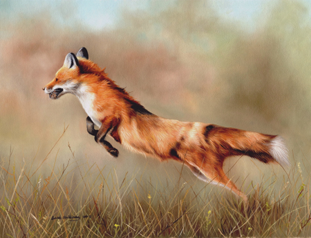 Red Fox Leaping