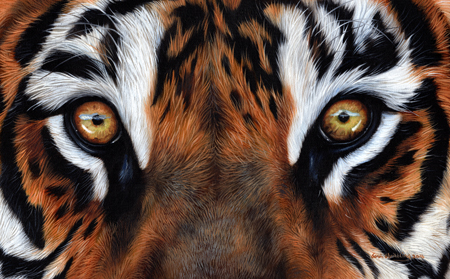 Tiger Eyes Close Up