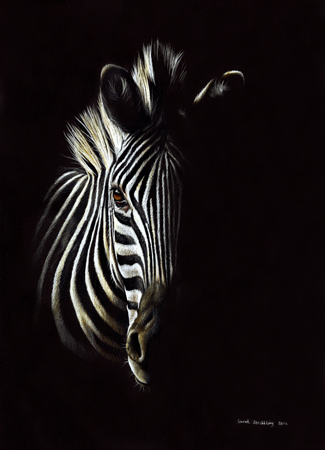 Zebra Portrait Shadow