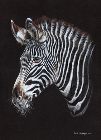 Zebra Portrait