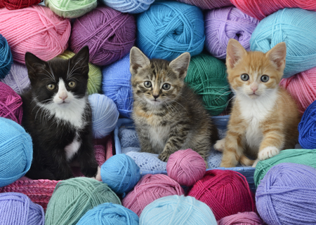 Three Kittens With Wool