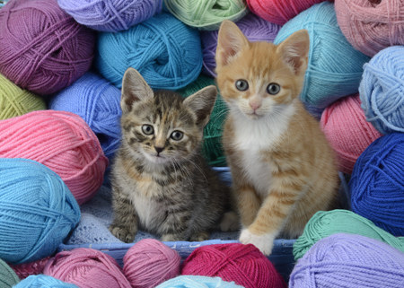 Two Kittens with Wool