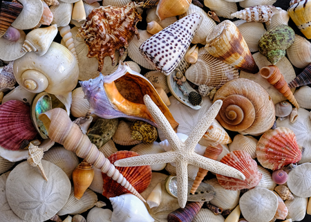 Shells Jumble