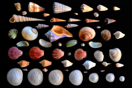 Shells Laid Neatly