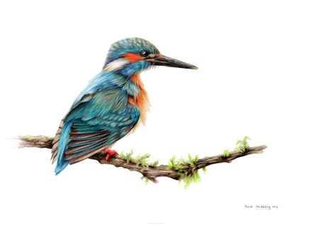 Kingfisher on Branch