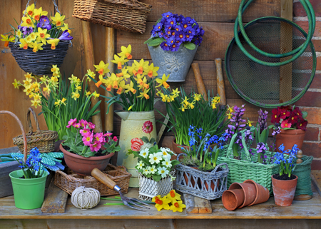 Gardening Flowers