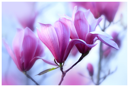 Pink Flower Close Up