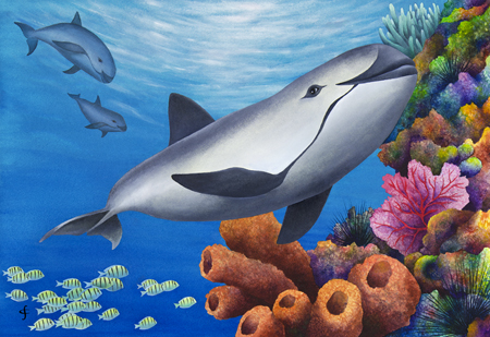 Vaquita Porpoise