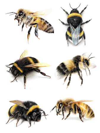 Types of Bees