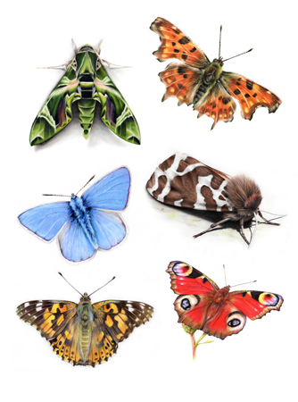 Types of Moths and Butterflies