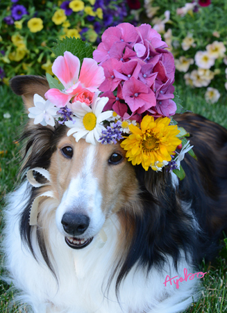 Flowers on Bebe Sheltie Dog