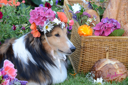 Flowers on Bill Sheltie Dog