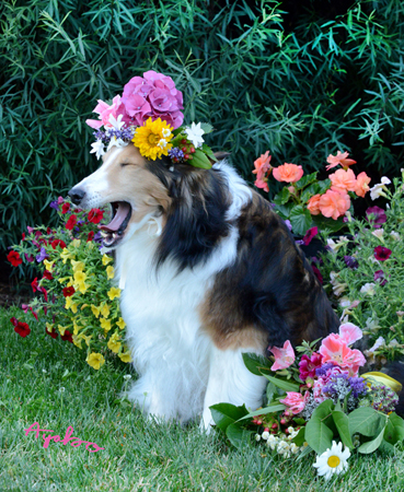 Flowers on Sheltie Dog Yawn