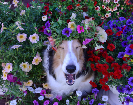 Petunias Surrounding Sheltie Dog Yawn