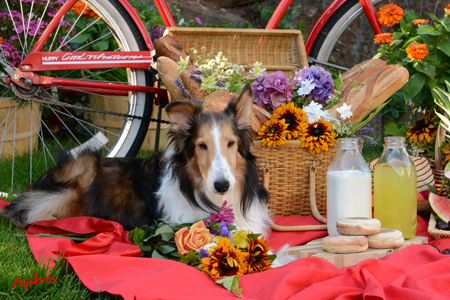 Red Bicycle Picnic with Sheltie Dog