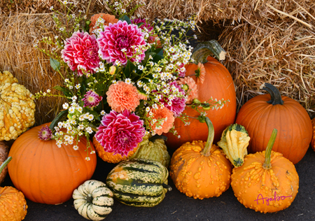 Dahlia Bouquet in Pumpkins