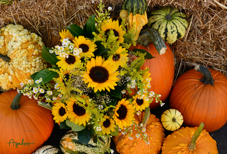 Sunflowers and Pumpkins