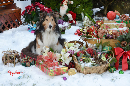 Christmas Presents with Sheltie Dog Bill