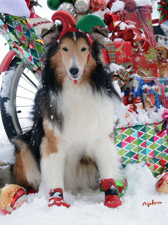 Christmas Presents in Snow with Sheltie Dog