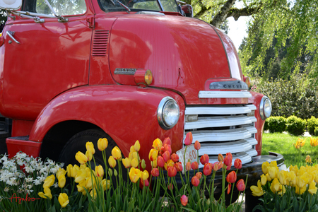 Red Truck and Tulips