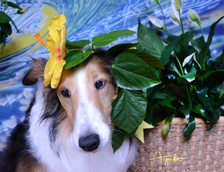 Yellow Hibiscus on Sheltie Dog