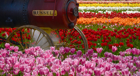 Russell Engine Tulip Field