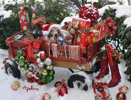 Christmas Presents and Dog in Red Wagon in Snow