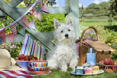 Scottie Dog Picnic