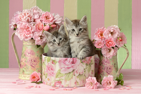 Kittens Sitting In Tin