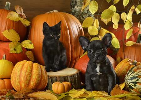 Halloween Pets