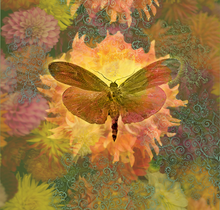 Butterfly Circadian Dahlia