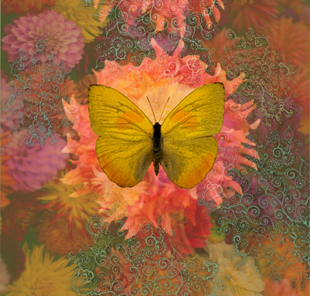 Butterfly Yellow Dahlia