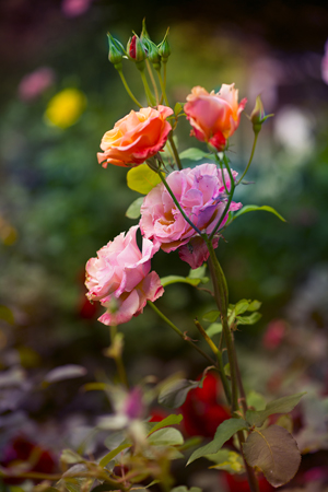 Flower in the Rain