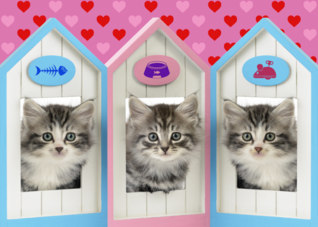 Three Kittens in Doors