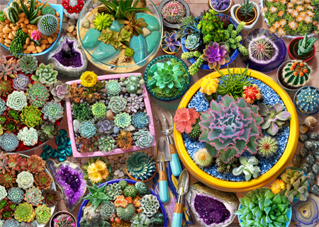 Cacti Pots