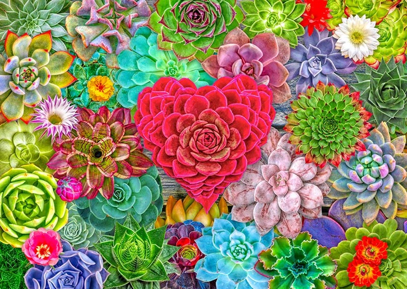 Succulent Love